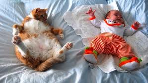 Copy cat blogger