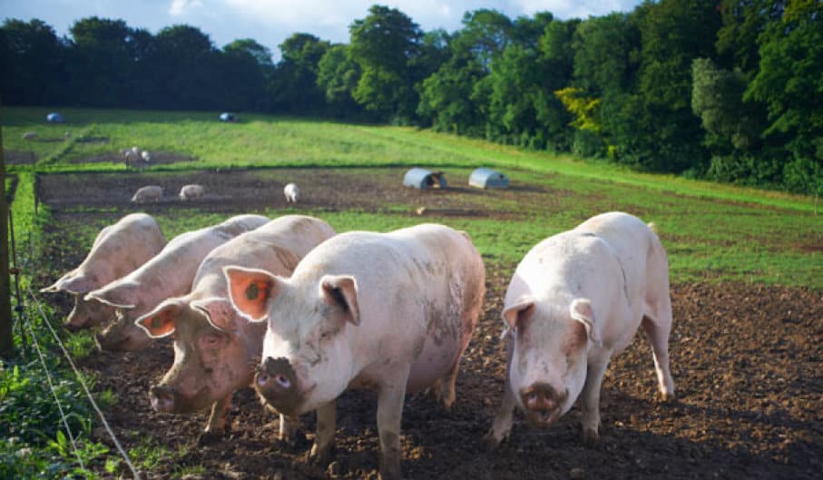 Pig poop into fuel technology