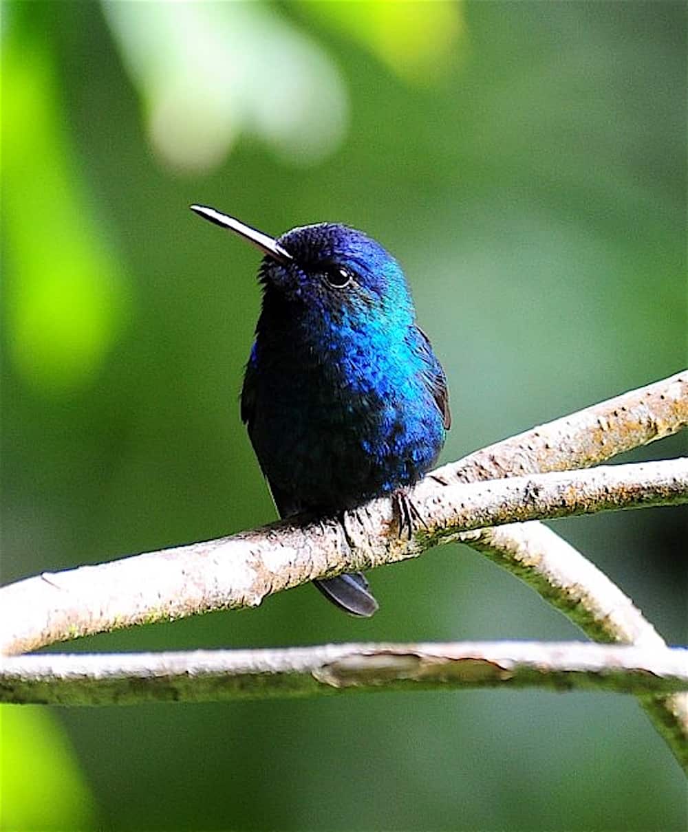 Blue-headed Hummingbird-edited-Paul Reillo – BirdsCaribbean